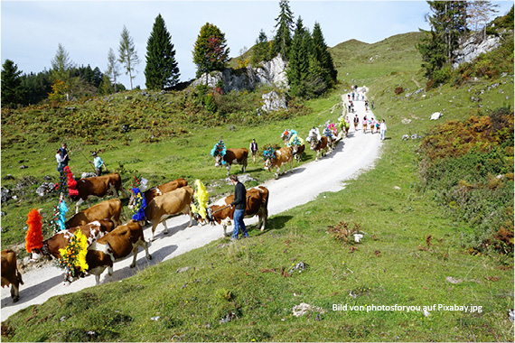 Almabtrieb in der Wildschönau in Tirol